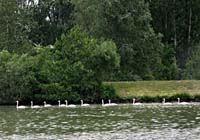 ak--Swans In a Row--_8301