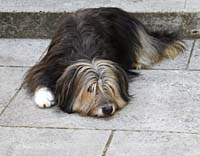 am--Doggy Wurzburg_3771