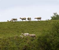 ao--Lambs In Field_3664