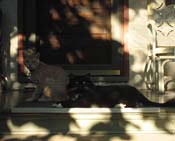 cp-Two Cats On Porch_6369