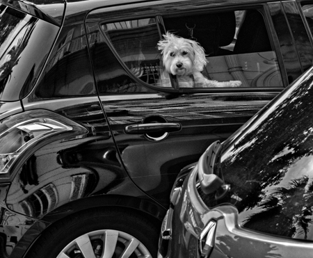 Doggie in the Window, Nice, France 2012