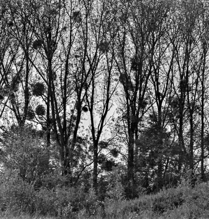 Mistletoe, Rhone River, France 2012