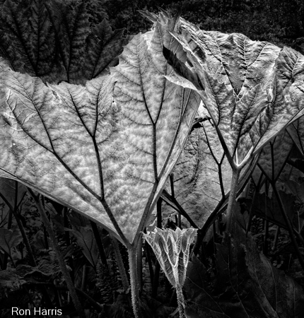 Leaves, Blarney Castle, Ireland 2016