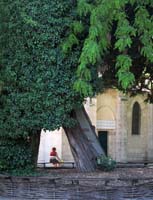 ca_Trees Woman Church_2176