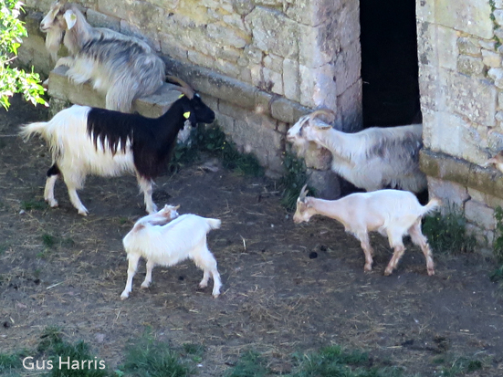 ba----Five Little Goats--_4856