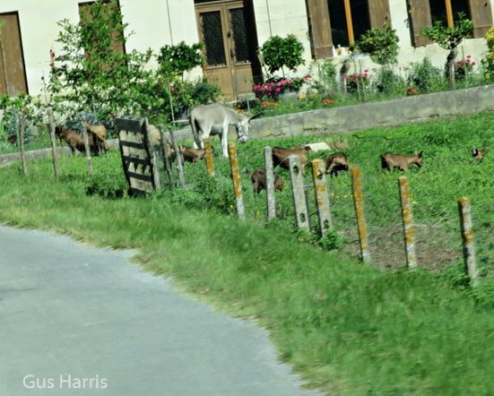 bb--Animals Grazing--_5014