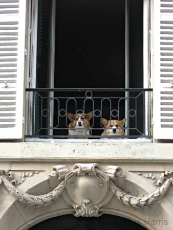 cu_TwoDoggiesWindow_9818