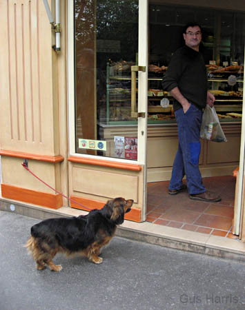 cx_Doglookinginshop_9983