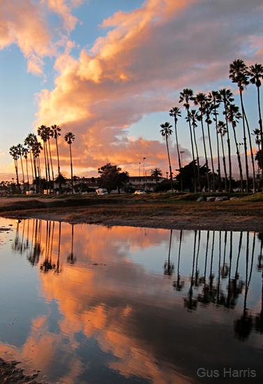 az Palms Clouds Reflections_3390