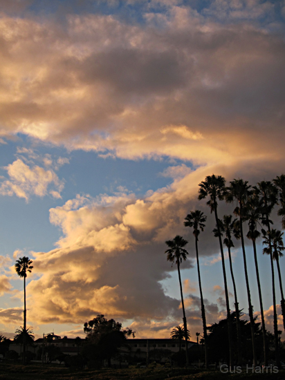 bd White Cloud Palms_3380
