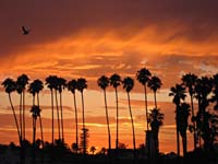 ag Brilliant Sunset Palm Trees Bird_6744