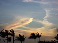 an Clouds Palm Trees_3641