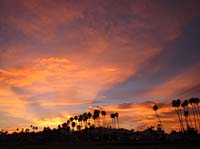 bj Big Red Sky Palms_3609