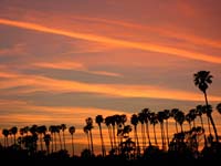 bn Bright Sunset Trees_9275