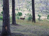 bd--Deer In The Woods Mt. Rushmore_0661