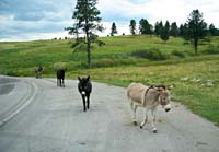 bda--Donkeys On The Road_0632