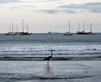 bm--Single Heron Ships_5705