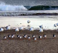 bo--Skimmers And Seagulls On Beach_4505