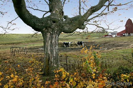 ae Cows Tree Barn--DC1T0308