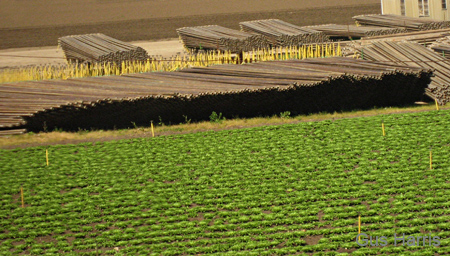 al Boards in Field_9886