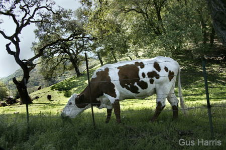 am Cow Napa Valley-4157