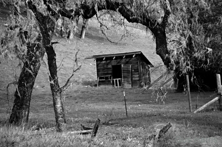 ap Hut Mossy Trees Saturated4724 w