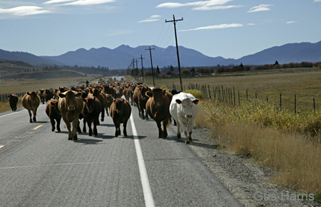 bhh--Cows on Highway--DC1T0905
