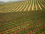 ad Fields Rows9968