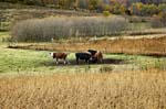 ah Cows in a Huddle--DC1T9222 