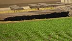 al Boards in Field_9886