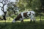 am Cow Napa Valley-4157