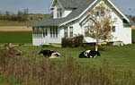 ao Cows In Yard HouseDC1T9278