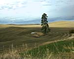 ba BIG TREE xDC1T9080
