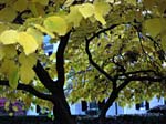 ci--Yellow Leaf Tree_1756