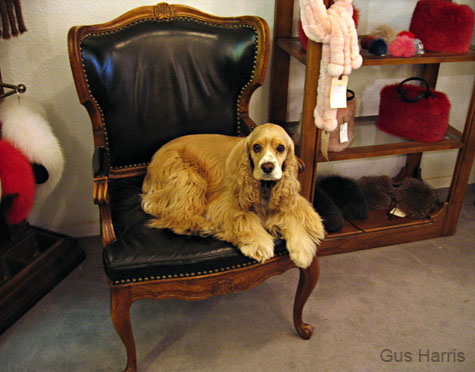 auCockerFurShop_5941