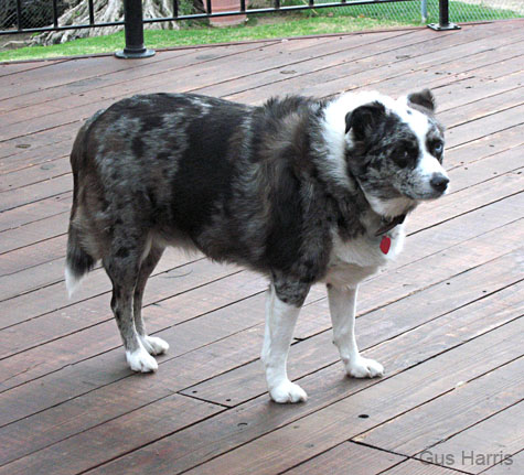 avAustralianHeeler_8231