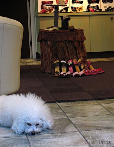 dwPoodleShoeStore_8003