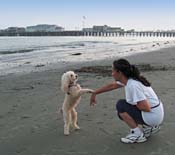 adPoodleStandingBeach_6763