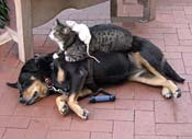 bhRatCatDog_7132