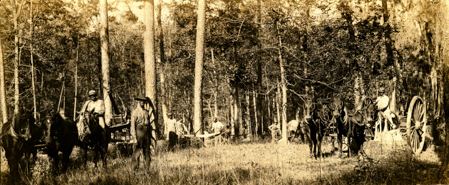 Logging-Woods