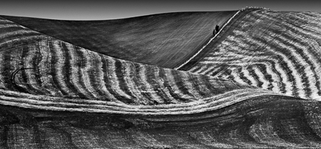 Palouse Wheat Field 2003