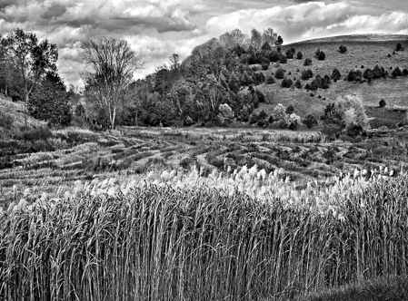 Wisconsin Weeds 2003