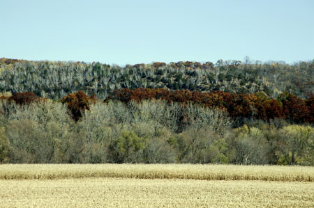 ABxcolofrulfieldbushesDC1T8827