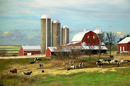 ALBarnCows