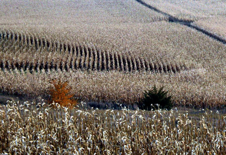 CCxcornfields2treesDC1T8205