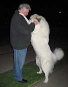 ac-Great Pyrenees_4307
