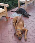 am-Resting Dogs_4383